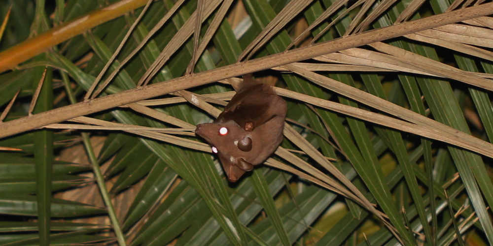 Image of Epauletted Fruit Bats