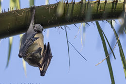 Image of African Straw-colored Fruit Bat