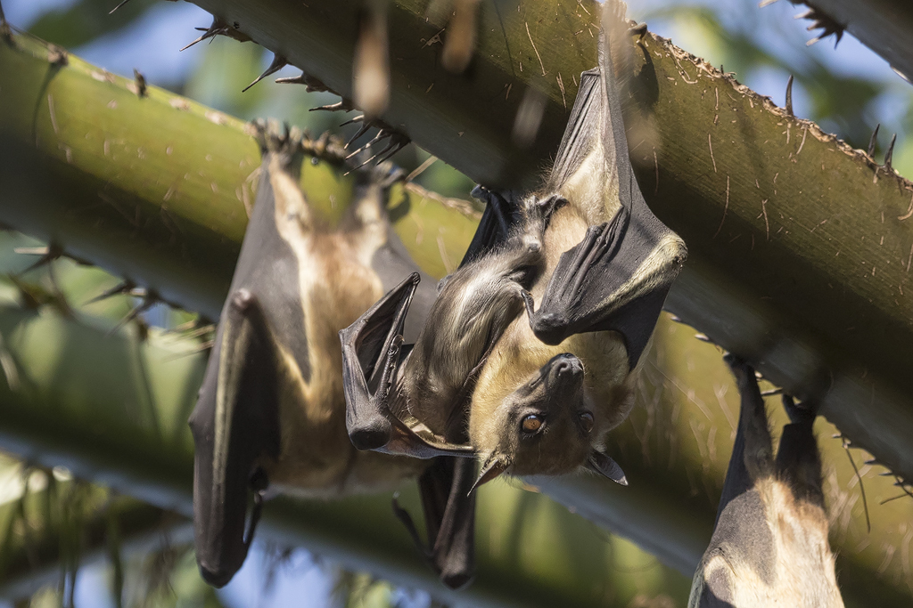 Image of African Straw-colored Fruit Bat