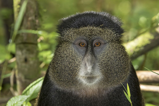 Image of blue monkey