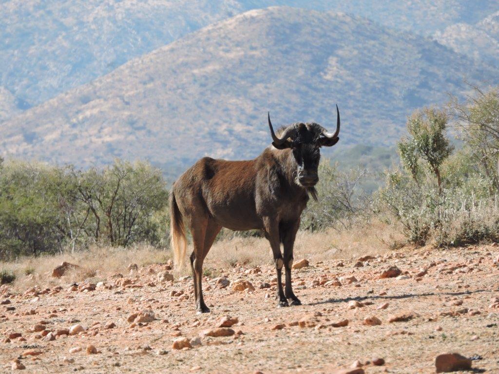 Image of Black Wildebeest