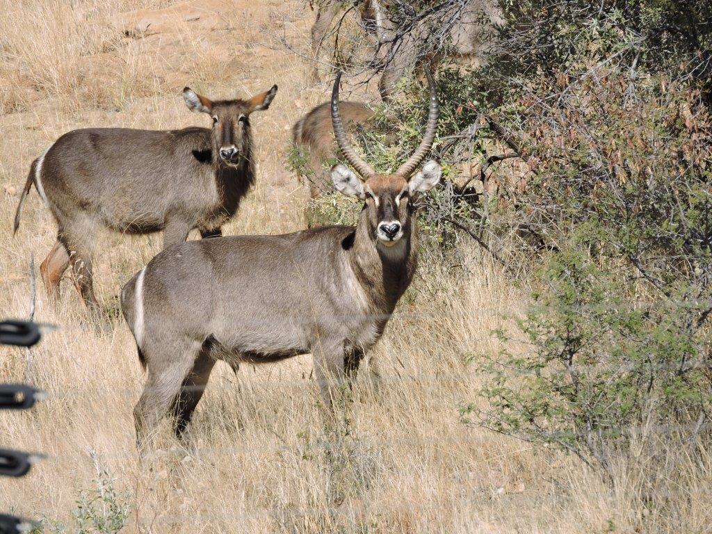 Image of Ellipsen Waterbuck