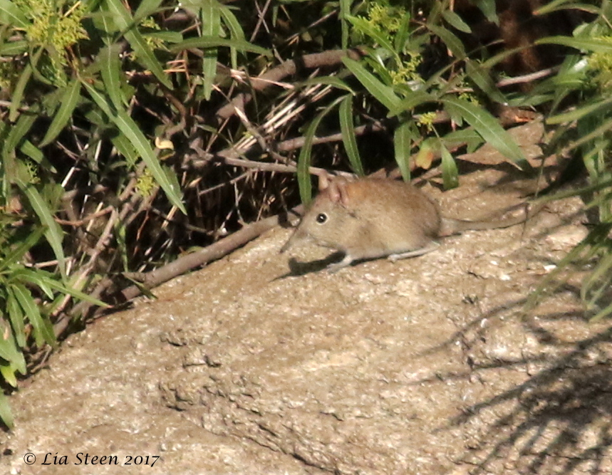 Image of Eastern Elephant-shrew