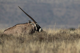 Image of Gemsbok