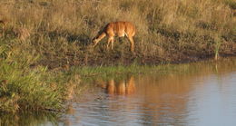 Image of Nyala