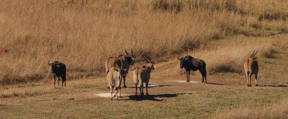 Image of Eland