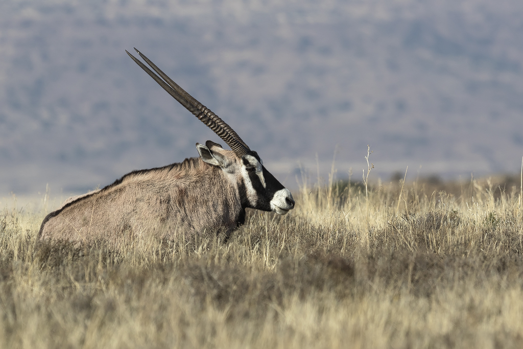 Image of Gemsbok