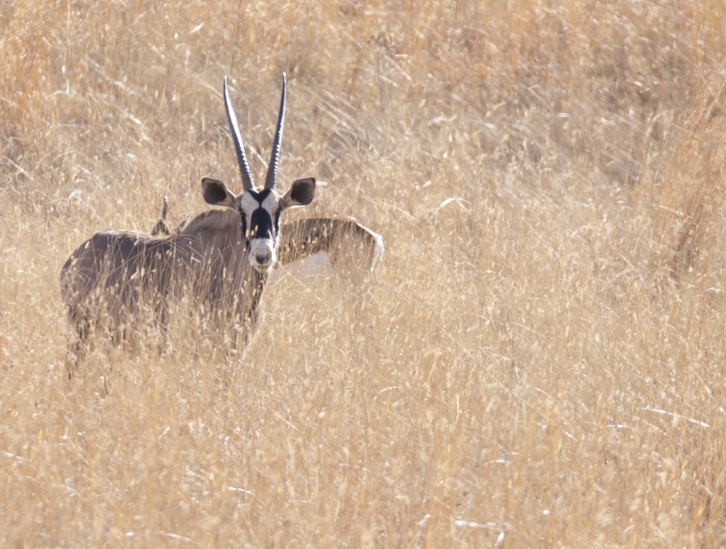 Image of Gemsbok