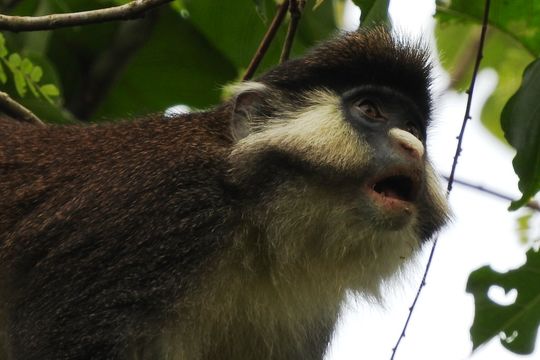 Image of Black-cheeked White-nosed Monkey