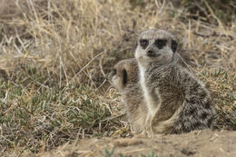 Image of Suricata Desmarest 1804