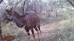 Image of Nyala