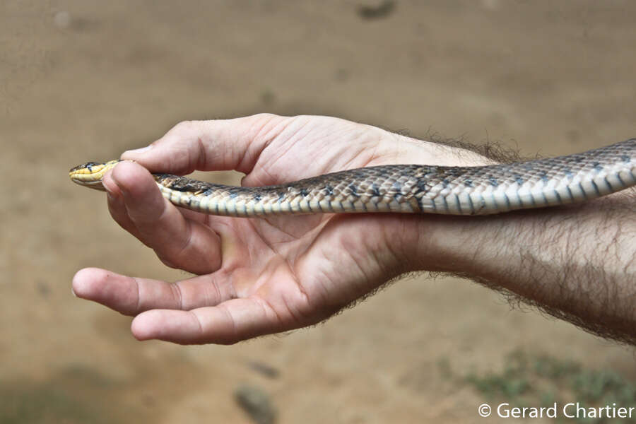 Image of Fowlea flavipunctatus