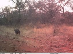 Image of Brown Hyena -- Brown Hyaena