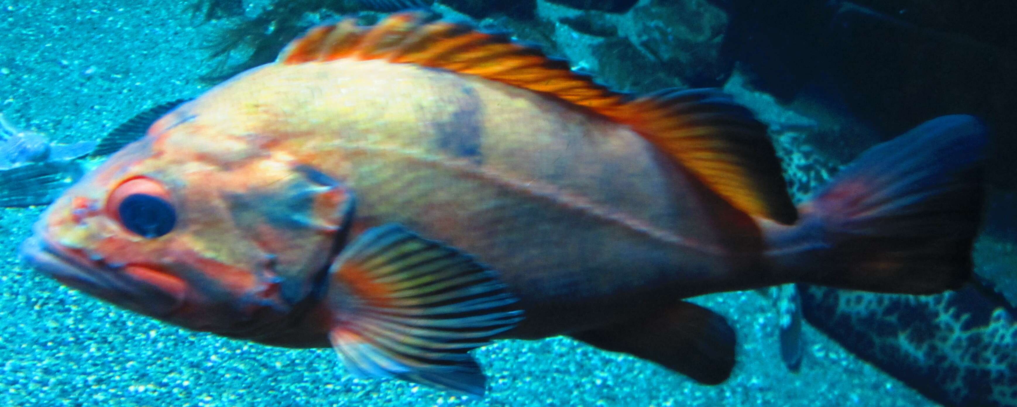 Image of Blackspotted rockfish