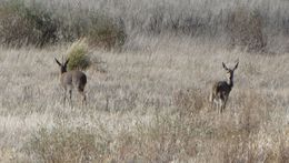 Image of Grey Rhebok