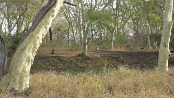 Image of Yellow Baboon