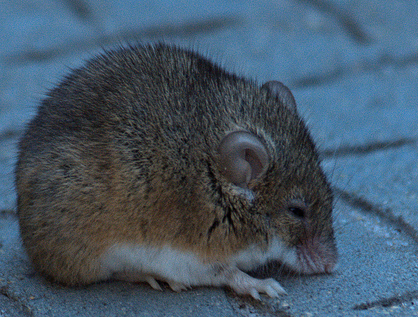 Image of Pygmy Mouse