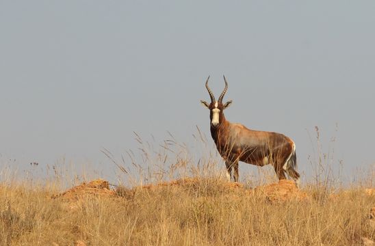 Image of Blesbok