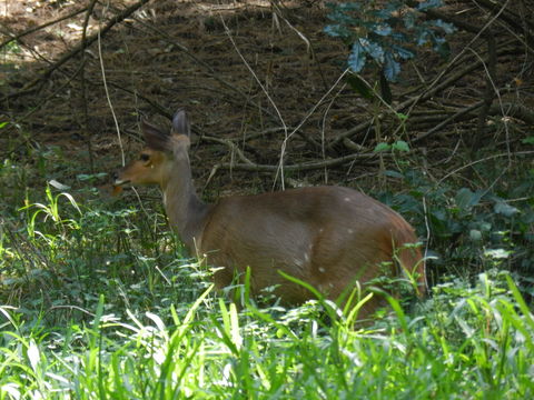 Image of Bushbuck