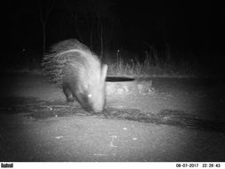 Image of African Porcupine