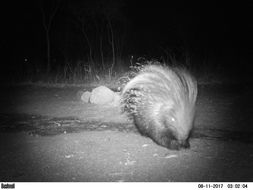 Image of African Porcupine