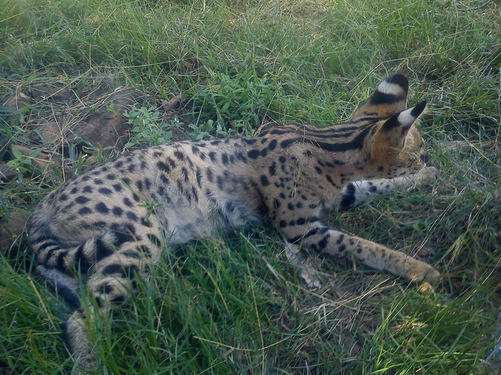 Image of Serval (cat)