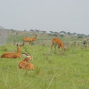 Image of Uganda Kob