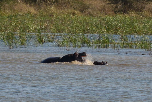 Image of Common Hippopotamus