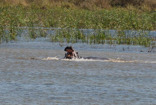 Image of Common Hippopotamus