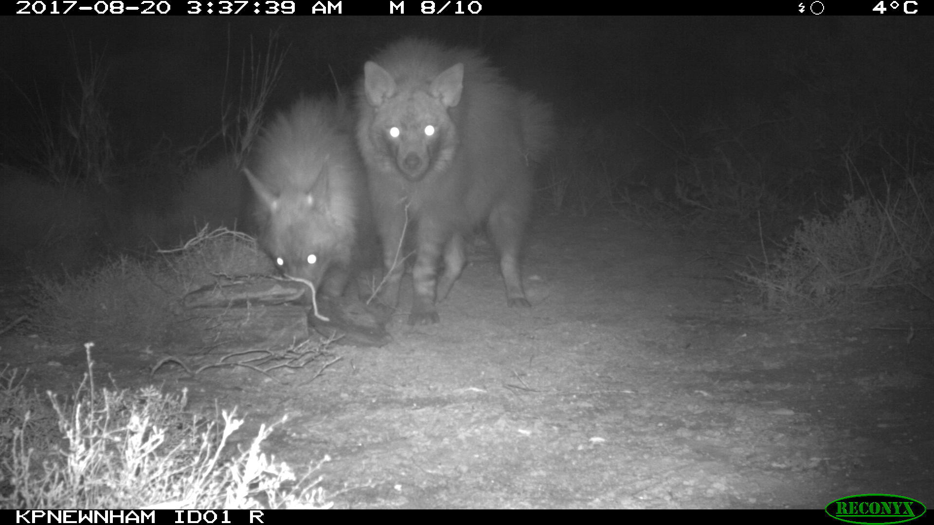 Image of Brown Hyena -- Brown Hyaena