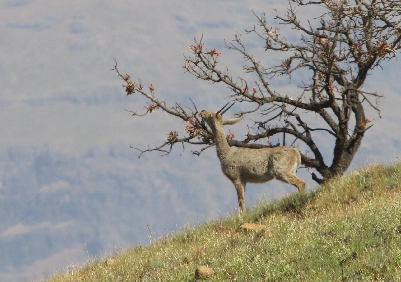 Image of Grey Rhebok