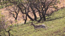 Image of Mountain Reedbuck