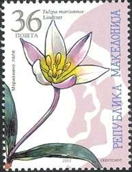 Image de Tulipa biflora Pall.