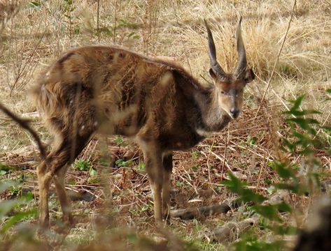 Image of Bushbuck