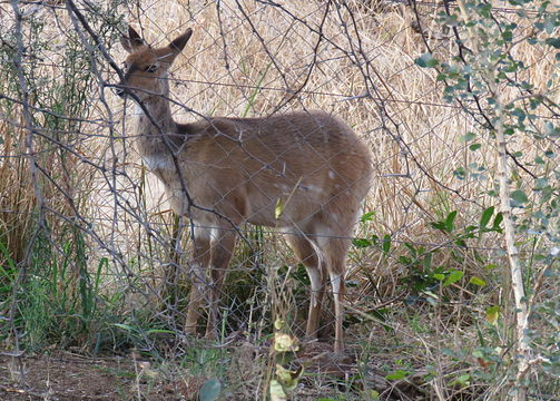 Image of Bushbuck