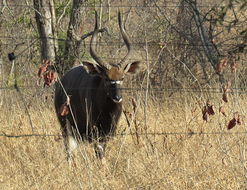 Image of Nyala