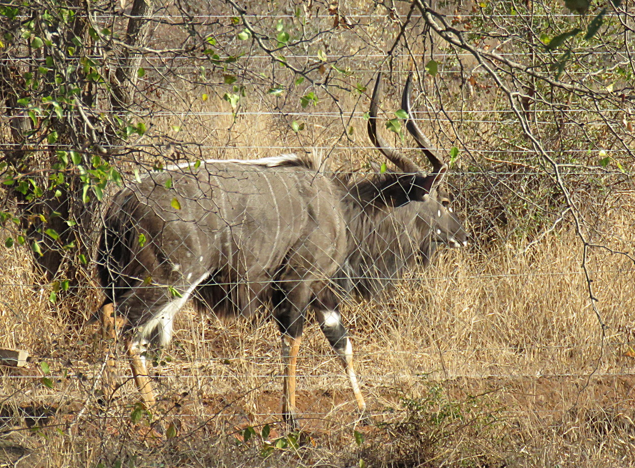 Image of Nyala