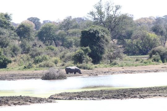 Image of Common Hippopotamus