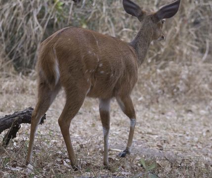 Image of Bushbuck