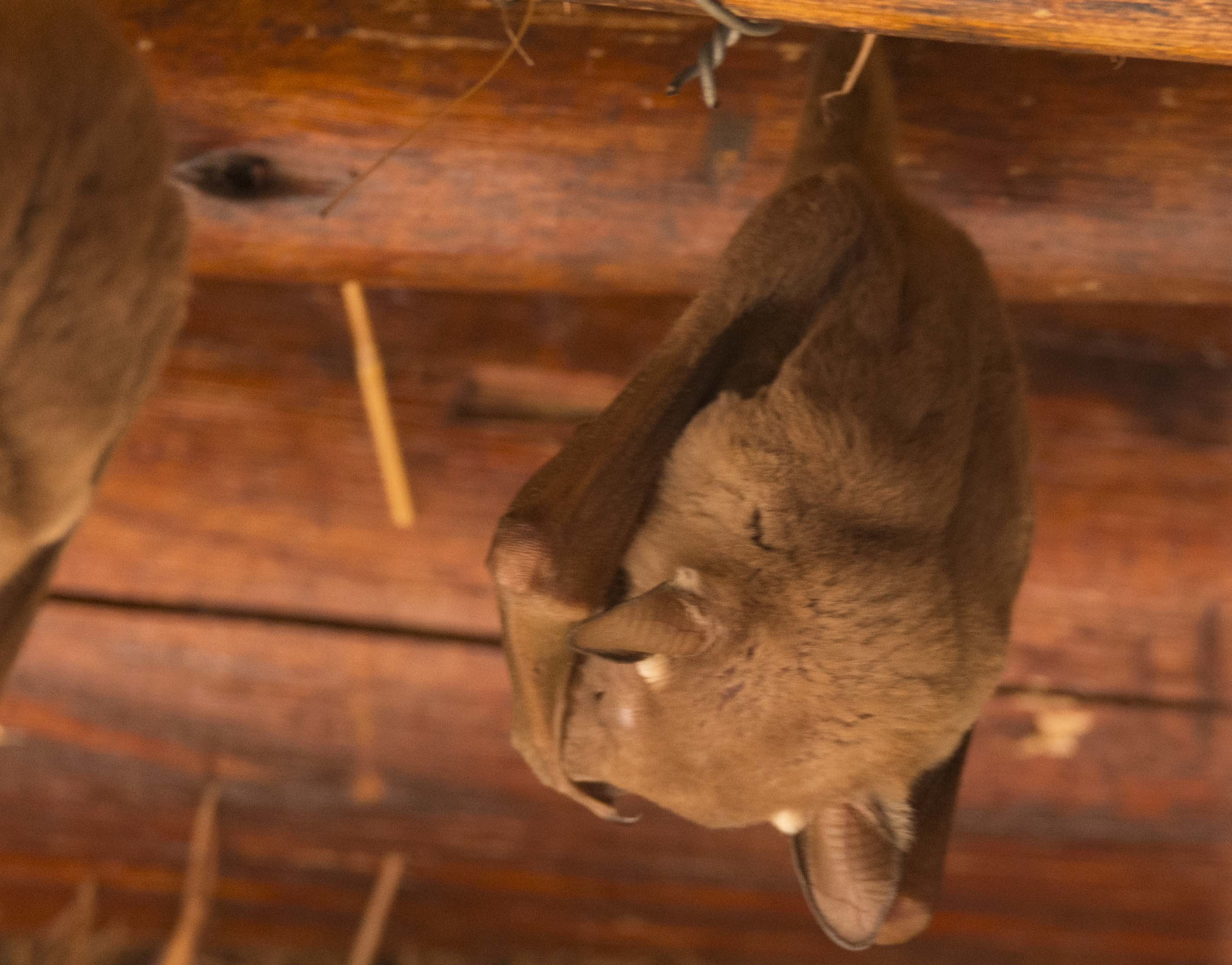 Image of Epauletted Fruit Bats