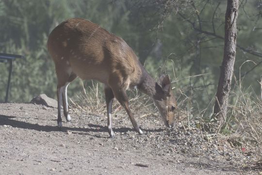 Image of Bushbuck