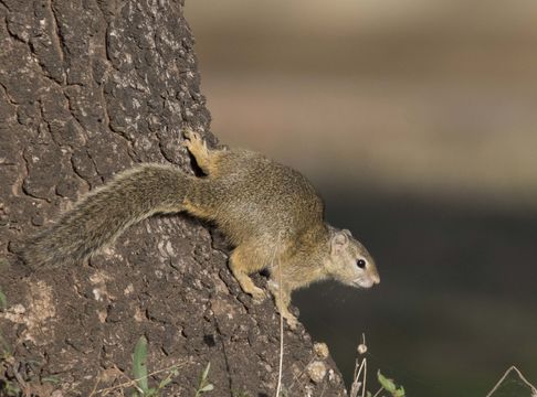 Image of Smith's Bush Squirrel