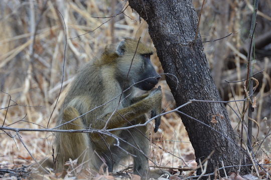 Image of Yellow Baboon