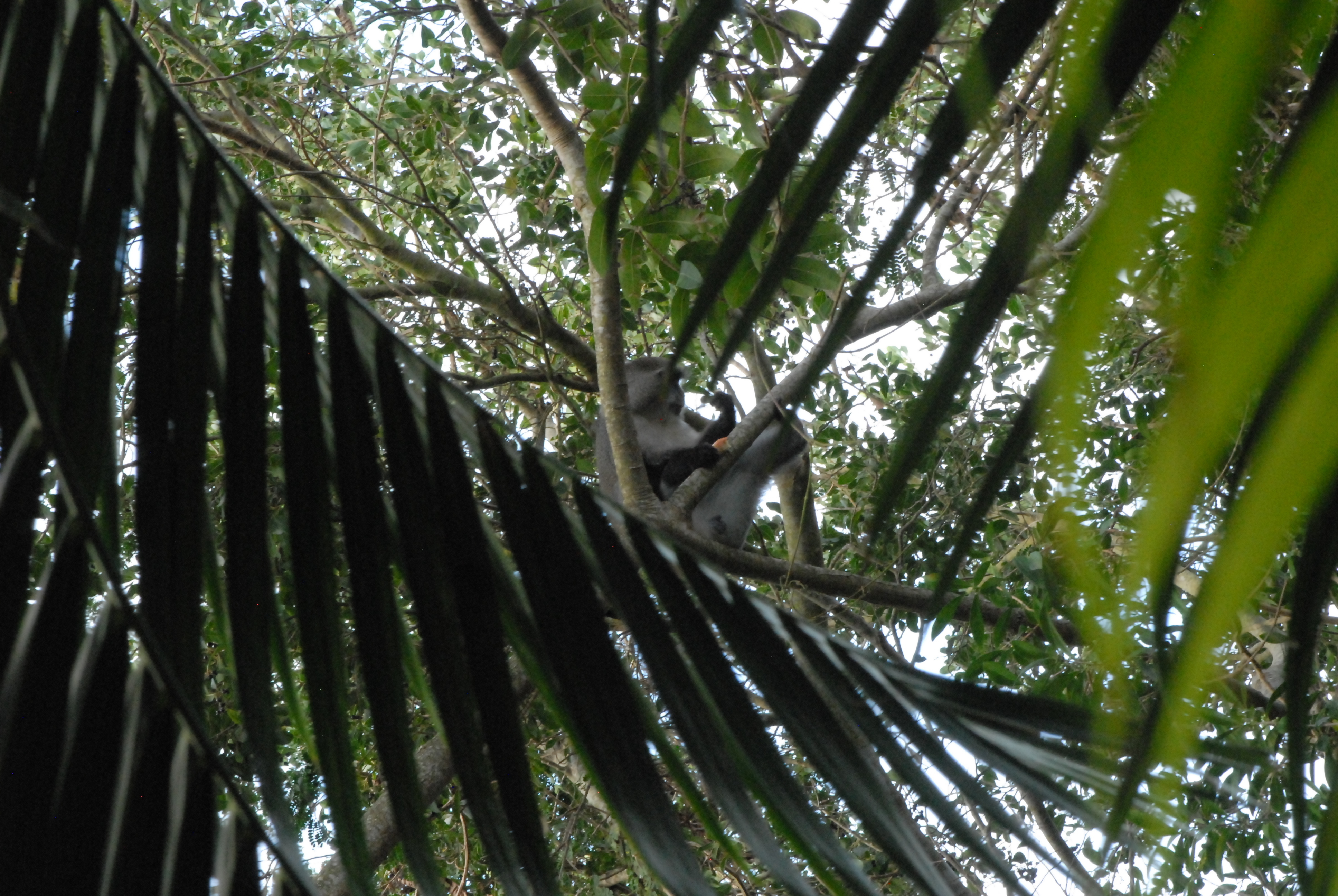 Image of Samango Monkey -- Sykes' Monkey