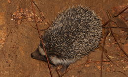 Image of Four-toed Hedgehog