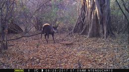 Image of yellow-backed duiker