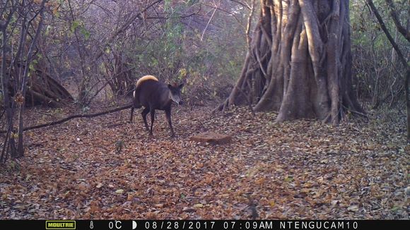 Image of yellow-backed duiker