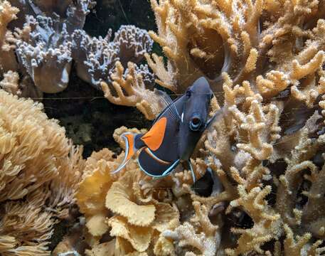 Image of Achilles Tang