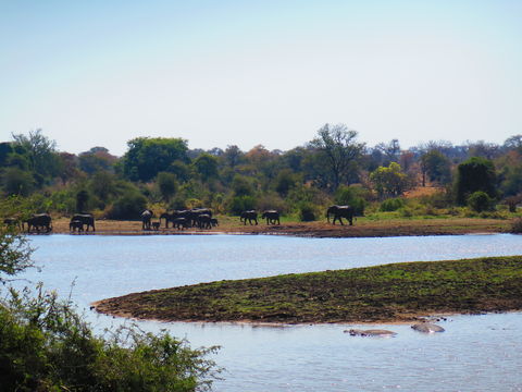 Image of Common Hippopotamus