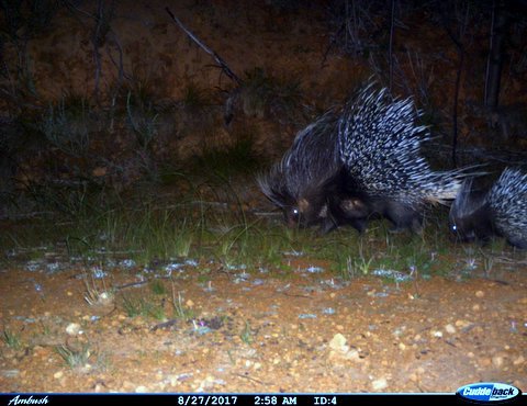 Image of African Porcupine